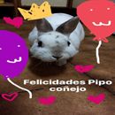 Pipo